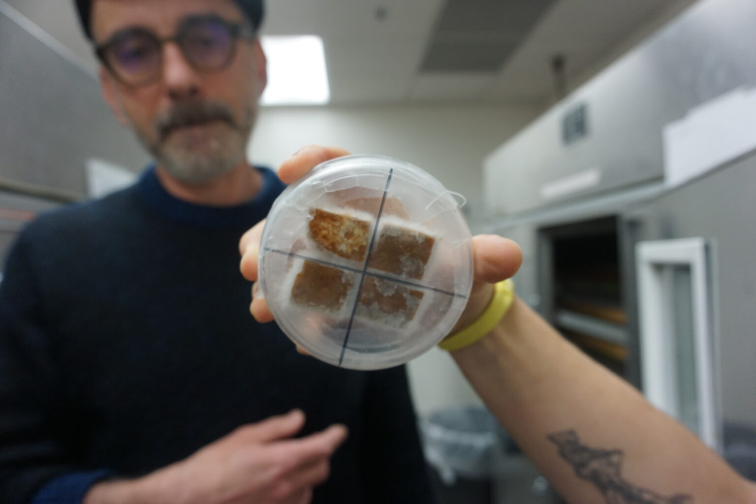 A person shows fungus in a lab