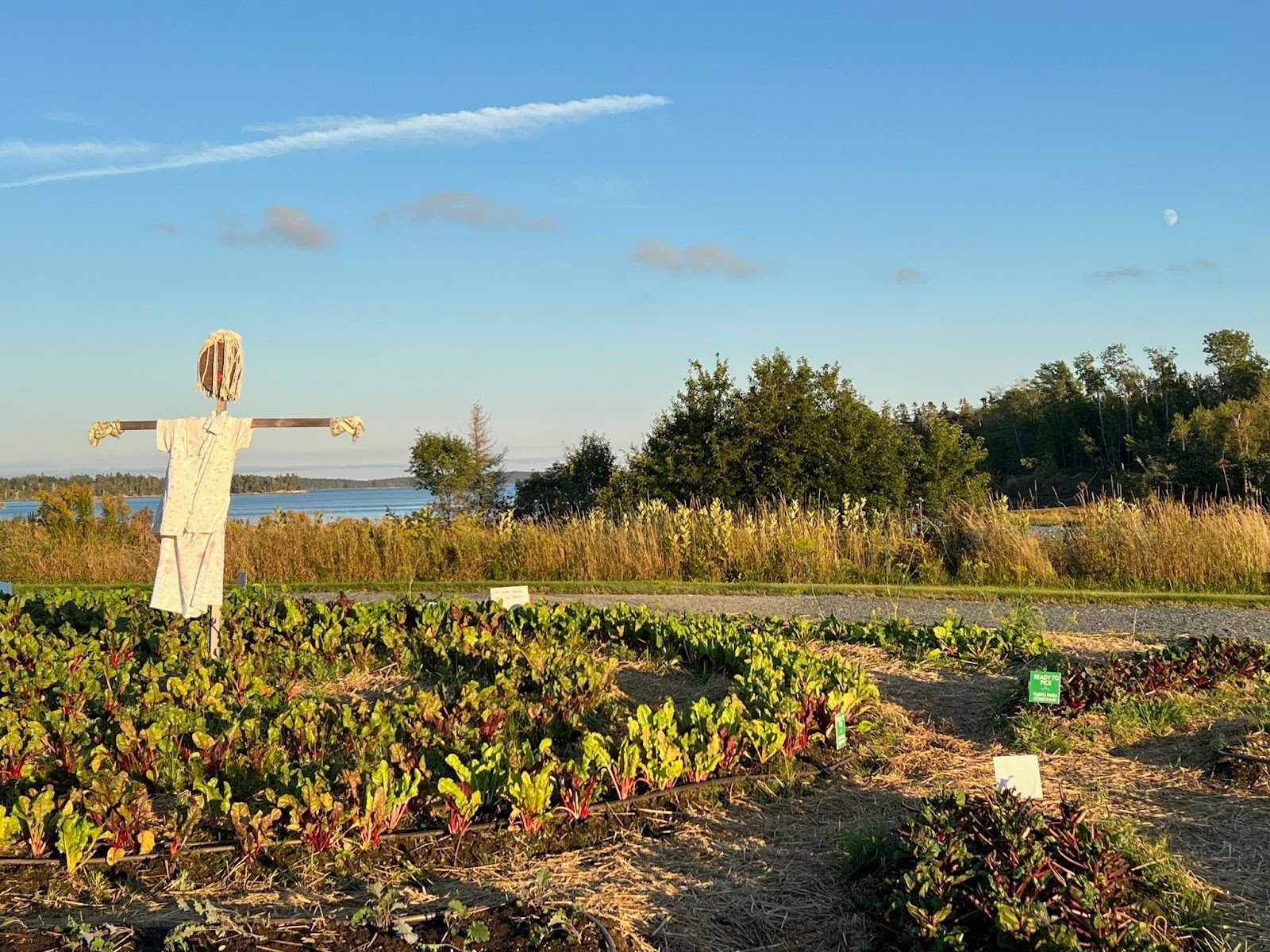 The Milbridge Commons Wellness Park in Maine, where residents can pick produce and  take part in healthy lifestyle programs. Photo: Sharon Bloyd-Peshkin