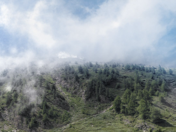 A forested hillside emerges from the clouds