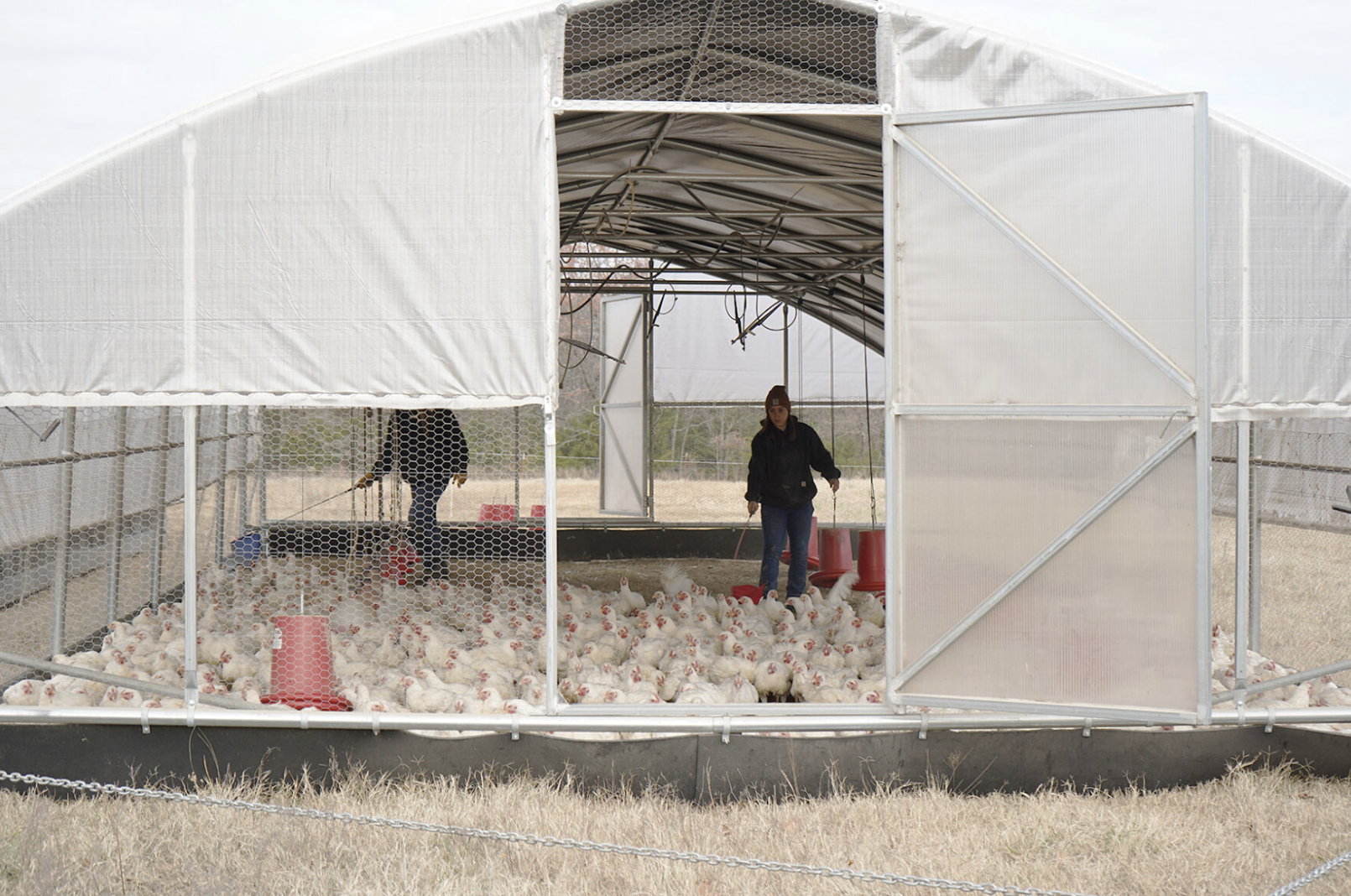 Two people manage chickens in an outdoor coop