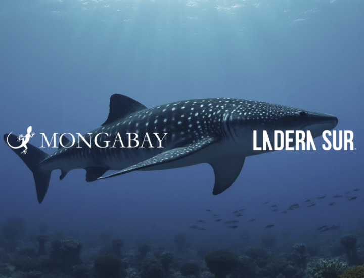 Mongabay and Ladera Sur