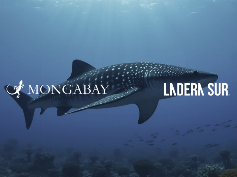 Mongabay and Ladera Sur